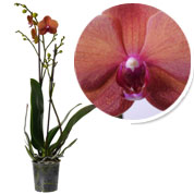 Orqudea mariposa Naranja, Phalaenopsis